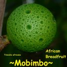 MOBIMBO~ Treculia africana ~UKWA~ African Breadfruit HUGE FRUIT Live potd Plant