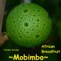 MOBIMBO~ Treculia africana ~UKWA~ African Breadfruit HUGE FRUIT Live potd Plant