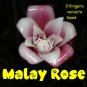 Malay Rose~ TORCH GINGER STUNNING Starter Plant Etlingera venusta Ready to Pot