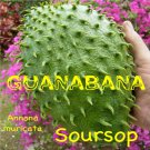 SOURSOP~ Annona muricata FRUIT TREE Guanabana NOT BareRoot 18-24+in Pot'd Plant