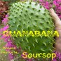 SOURSOP~ Annona muricata FRUIT TREE Guanabana NOT BareRoot 18-24+in Pot'd Plant