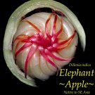 ELEPHANT APPLE~ Dillenia indica EXOTIC FRUIT TREE Live Potted 2-3ft Plant
