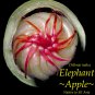 ELEPHANT APPLE~ Dillenia indica EXOTIC FRUIT TREE Live Potted 2-3ft Plant