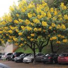 Cassia spectabilis GOLDEN SENNA Yellow flowers SEEDS!