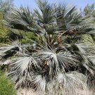 Brahea armata BLUE HESPER PALM - Very Cold Hardy - Seeds!