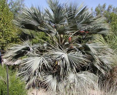 Brahea armata BLUE HESPER PALM - Very Cold Hardy - Seeds!