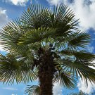 Trachycarpus fortunei TAYLOR FORM HARDY Seeds!