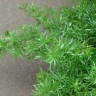 Asparagus sprengeri Hardy Form HARDY ASPARAGUS FERN Seeds!
