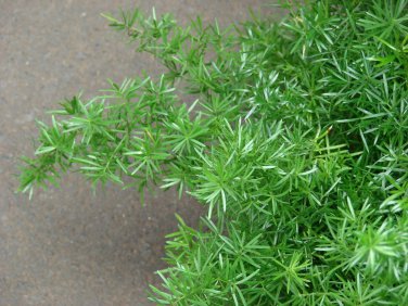 Asparagus sprengeri Hardy Form HARDY ASPARAGUS FERN Seeds!