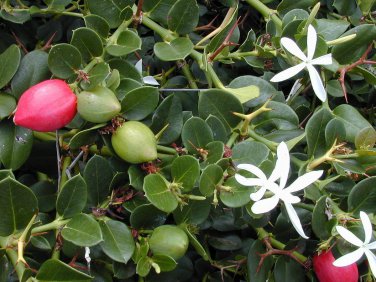 Carissa grandiflora NATAL PLUM - Fragrant Flowers - Seeds!