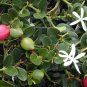 Carissa grandiflora NATAL PLUM - Fragrant Flowers - Seeds!