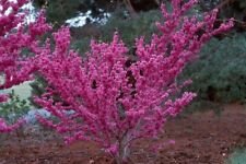 Cercis chinensis CHINESE REDBUD Tree Seeds!