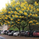Caragana microphylla LITTLE LEAF SIBERIAN PEA SHRUB Seeds!