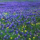 Lupinus texensis TEXAS BLUEBONNET Seeds!