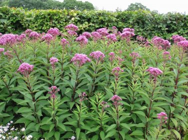Eupatorium syn Eutrochium purpureum SWEET JOE PYE WEED Seeds!