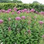 Eupatorium syn Eutrochium purpureum SWEET JOE PYE WEED Seeds!