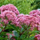 Eupatorium cannabinum HOLY ROPE Seeds!
