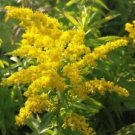 Solidago canadensis Golden Baby DWARF GOLDENROD Seeds!