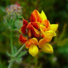Lotus corniculatus BIRDS FOOT TREFOIL Seeds!
