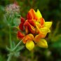Lotus corniculatus BIRDS FOOT TREFOIL Seeds!