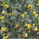 Lotus rigidus SHRUBBY DEERVETCH Seeds!