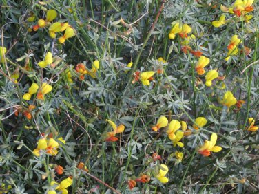 Lotus rigidus SHRUBBY DEERVETCH Seeds!