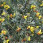 Lotus rigidus SHRUBBY DEERVETCH Seeds!