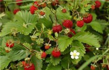 Fragaria vesca ALPINE STRAWBERRY Seeds!