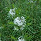 Amsonia hubrichtii BLUESTAR Perennial Seeds