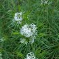 Amsonia hubrichtii BLUESTAR Perennial Seeds