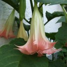 Brugmansia suaveolens PINK ANGELS TRUMPET Seeds!