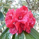 Rhododendron arboreum RHODODENDRON Seeds!