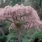 Prunus subhirtella Pendula WEEPING FLOWERING CHERRY TREE Seeds!