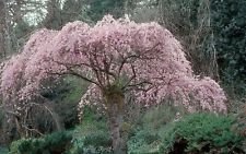 Prunus subhirtella Pendula WEEPING FLOWERING CHERRY TREE Seeds!