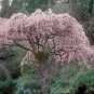 Prunus subhirtella Pendula WEEPING FLOWERING CHERRY TREE Seeds!