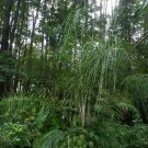 Syagrus romanzoffianum COLD HARDY QUEEN PALM Seeds!