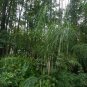 Syagrus romanzoffianum COLD HARDY QUEEN PALM Seeds!