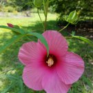 Hibiscus laevis LUFKIN RED HALBERD LEAVED HIBISCUS Seeds!