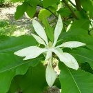 Magnolia tripetala UMBRELLA MAGNOLIA TREE SEEDS!