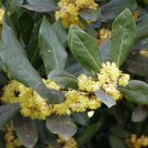 Laurus nobilis BAY LAUREL Seeds!