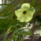 Abelmoschus manihot SUNSET HIBISCUS - hardy to zone 7 - 10 SEEDS!