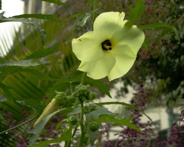 Abelmoschus manihot SUNSET HIBISCUS - hardy to zone 7 - 10 SEEDS!