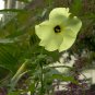 Abelmoschus manihot SUNSET HIBISCUS - hardy to zone 7 - 10 SEEDS!