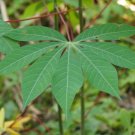 Manihot esculenta CASSAVA aka YUCA or TAPIOCA - Seeds!