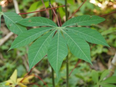 Manihot esculenta CASSAVA aka YUCA or TAPIOCA - Seeds!