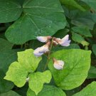 Pachyrhizus erosus JICAMA - Seeds!