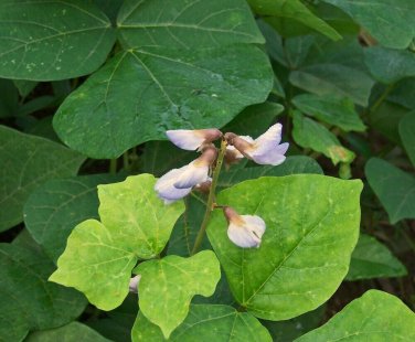 Pachyrhizus erosus JICAMA - Seeds!