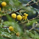 Acacia nilotica GUM ARABIC Exotic SEEDS!