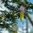 Dichrostachys cinerea BELL MIMOSA TREE Exotic SEEDS!