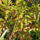 Zanthoxylum armatum WINGED PRICKLY ASH Seeds!
